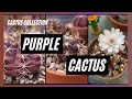 Collection cactus violet  cactus