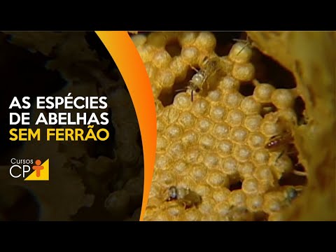 Clique e veja o vídeo Às espécies de abelhas sem ferrão