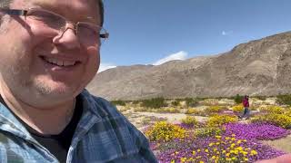 Musings:   What to do in the Springtime?   Go see the wild flowers in the Anza Borrego Desert!