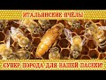 Итальянские пчёлы - супер порода для вашей пасеки! | Italian bees - a breed for your apiary!