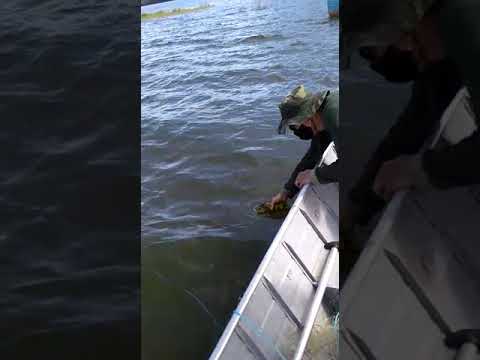 Operação Pesca Legal   Peixe sendo solto na Lagoa Aguiar em Linhares