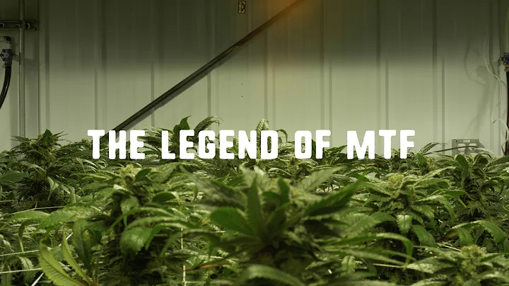 The Legend Of MTF | The Story of Matanuska Thunder Fuck Cannabis Strain