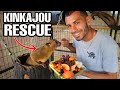 RESCUED Adorable Pet Kinkajou! How is He?