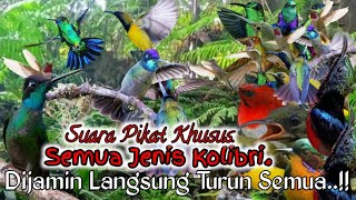 Suara Pikat Khusus Semua Jenis Kolibri. Auto Kolibri Liar Turun Semua..