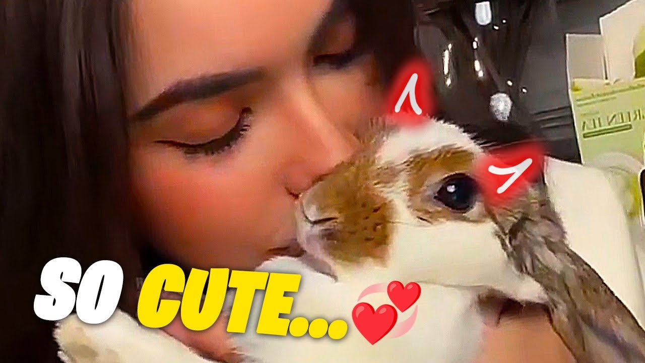 charlotte's rabbit being so adorable for 2 minutes ᵔ ᵕ ᵔ - YouTube