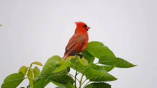 the call of the cardinal 5/17/24 # kodak pixpro az528 greenwood indiana