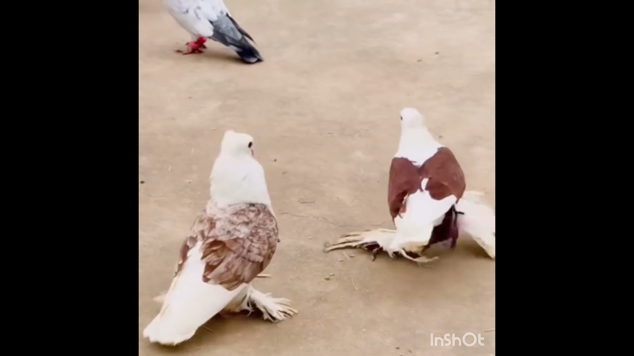 Kabootar ❤️ Kabootri #love #bollywood #song #pigeon #kabootar #viral #haryanvidance #birds #newsong