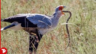 This Bird Can Kill Any Kind of Snakes