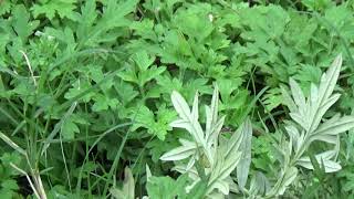 Uses of Artemisia vulgaris || Machapatri || Herbal garden