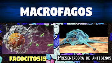 Cos'è un macrofago?