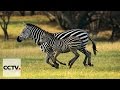 En Afrique du Sud, on débat sur les espèces en danger