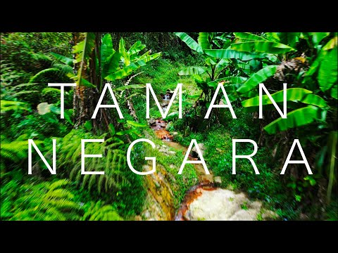 🇲🇾Malaysia Travel | CRAZY Wild Camping In The Jungle | Taman Negara | Includes 2023 Prices