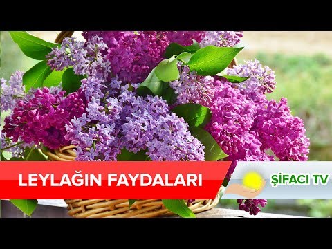 Leylak Ağacının ve Çiçeğinin İnanılmaz Faydaları