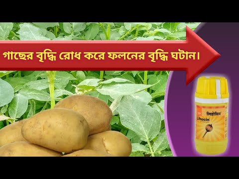 ভিডিও: ইউকন গোল্ড আলু কিভাবে বৃদ্ধি পায়?