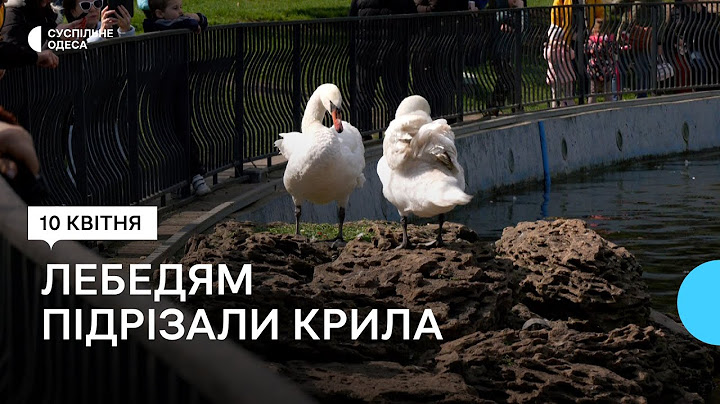 «Це робив мʼясник»: у парку в Одесі лебедям варварськи підрізали крила