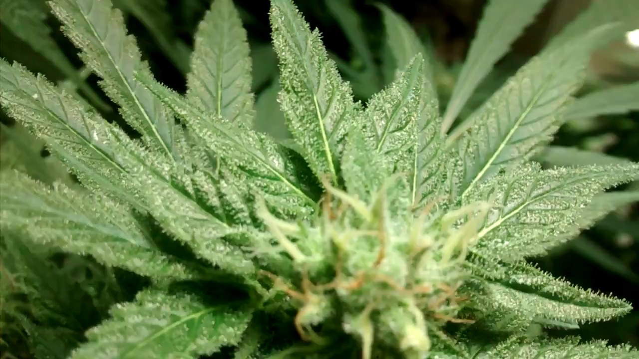 Healing Sound of the Cannabis Plant - YouTube