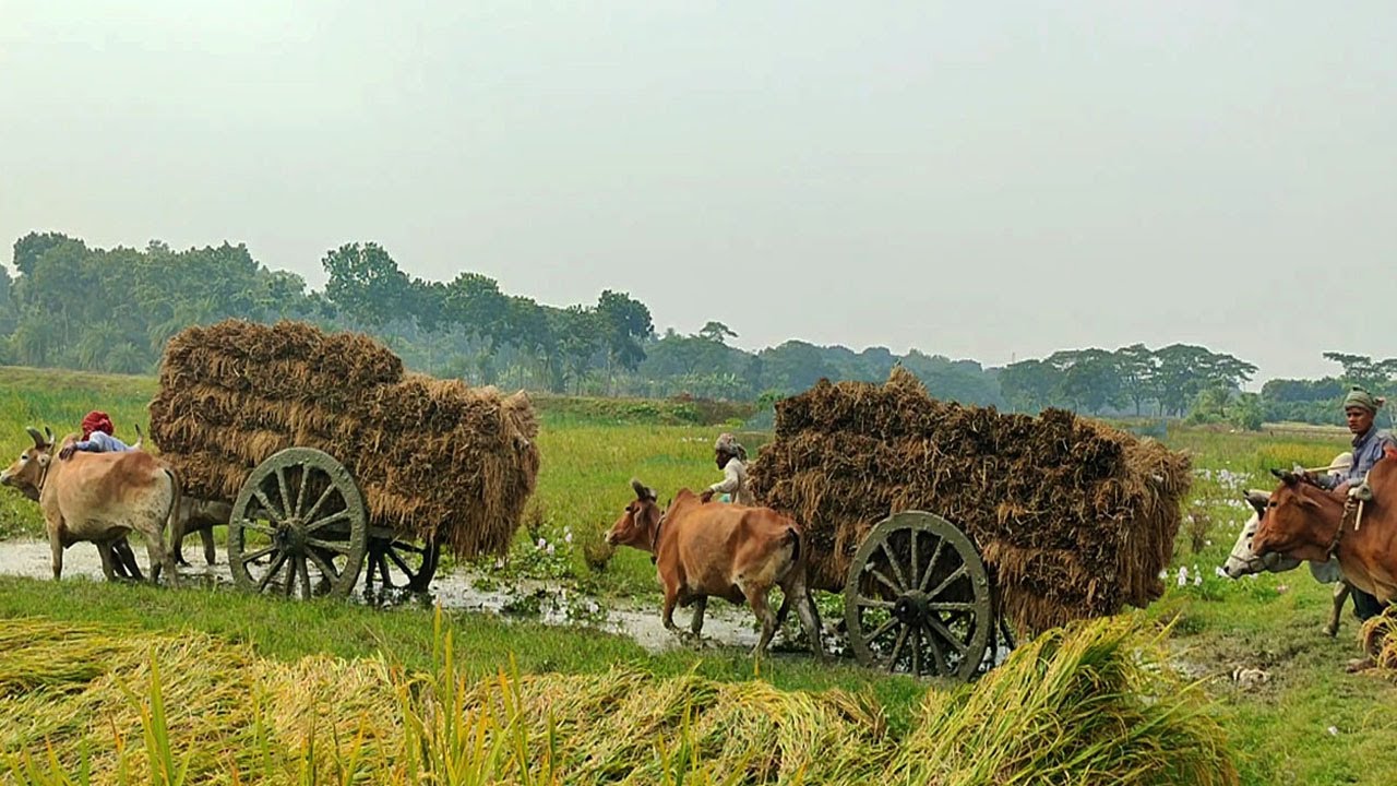 Three Bullock Cart Video // Bullock Cart Heavy Load Ride paddy // village agriculture