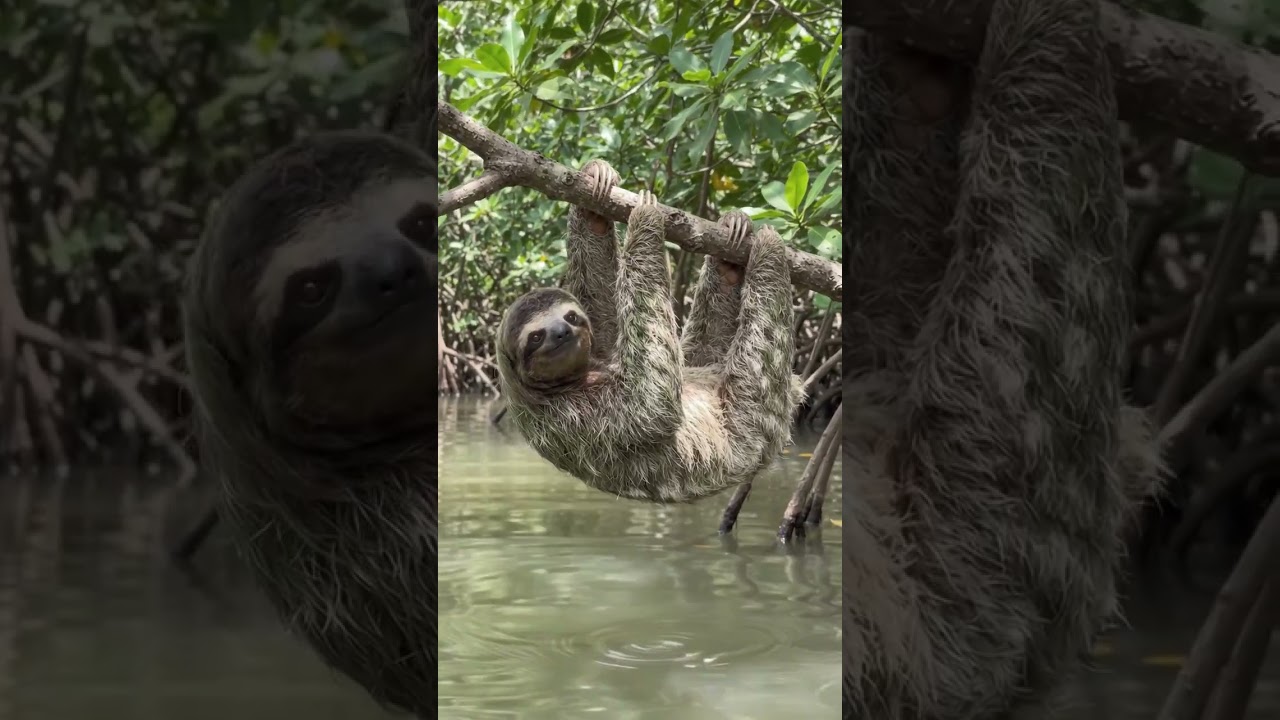 Assista a Rare Pygmy Sloth Spotted in Panama 😱 | Tiny Wildlife Moment #Shorts no YouTube Assista a Rare Pygmy Sloth Spotted in Panama 😱 | Tiny Wildlife Moment #Shorts no YouTube