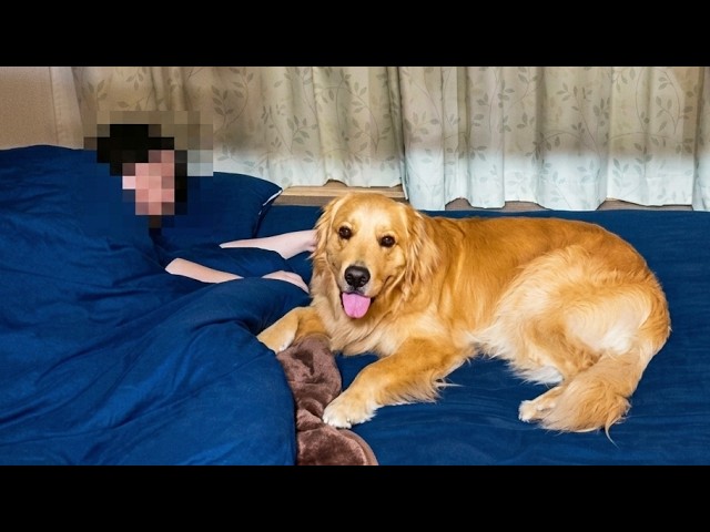 So dramatic! Dog misses sister so much she forgets about dad