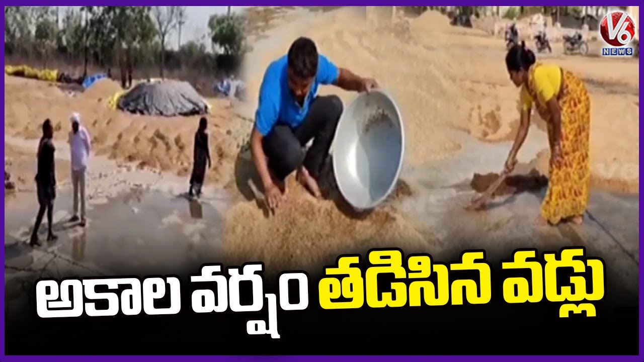 Paddy Crops Inundated Due To Unseasonal Rainfall | V6 News - YouTube
