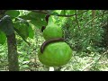 Survival Skills: SIMPLE Tips with Catch Millipede in forest #survival #outdoors #camping #forest