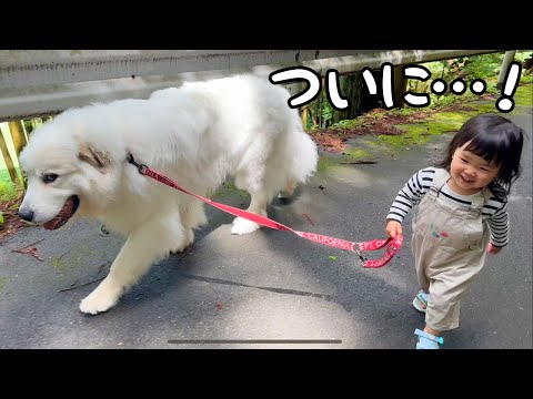 【驚愕…】まるでリアルもののけ姫！？超大型犬を手懐けてお世話から散歩までこなす２歳児がすごすぎました！｜グレートピレニーズ&オールドイングリッシュシープドッグ&トイプードル