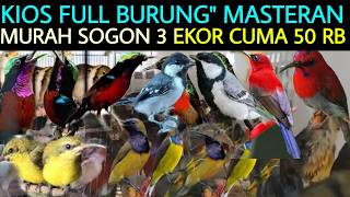 INSANELY CHEAP ‼️ 3 SOGON FOR ONLY 50K AT PRAMUKA BIRD MARKET LATEST TODAY
