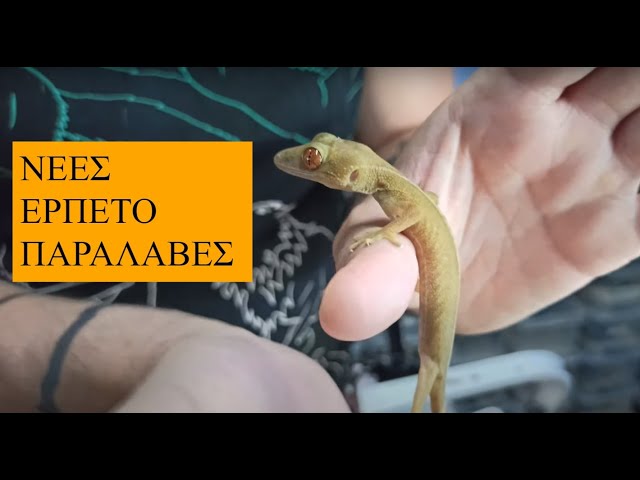 Παραλαβές ζωάκια | Σαύρες, βατράχια & Αρθρόποδα | Feeders Strs 83