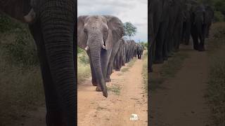 Every elephant needs a herd 💛🐘