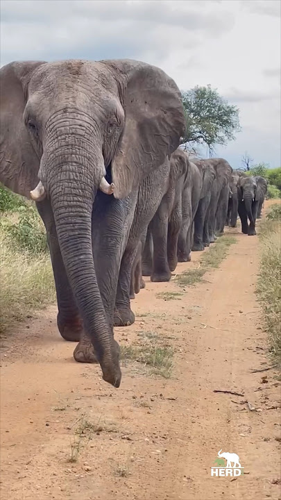 Every elephant needs a herd 💛🐘