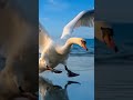 Swan playfull landing...#calm #focus #mindcleanse
