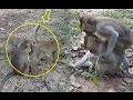 Monkey find lice, monkey playing with other monkey, monkey jumping on th...