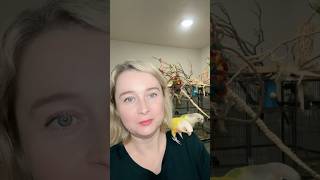 Осторожно игрушки для попугаев #попугаи #попугай #дляпопугаев #осторожно #игрушкидляпопугаев