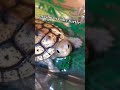 Freshly hatched baby turtle 