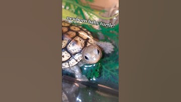 Thumbnail of Freshly Hatched BABY TURTLE! 😍🐢