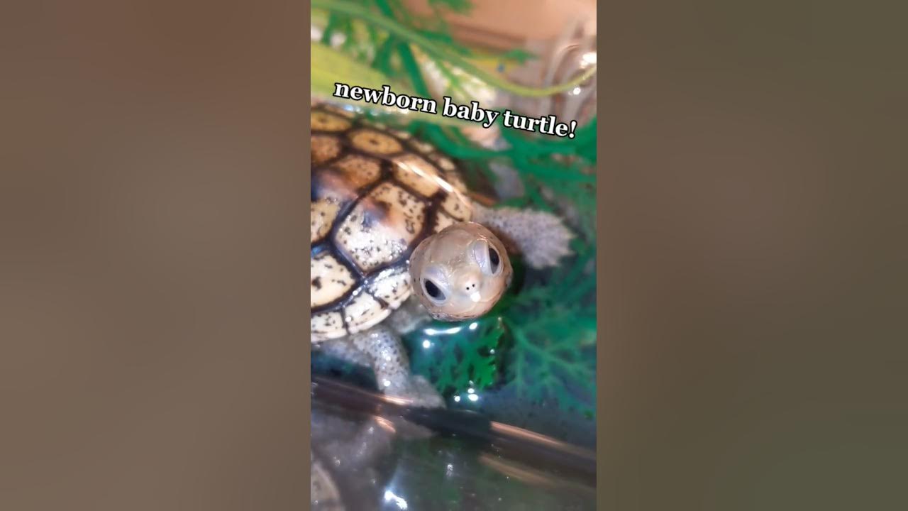 Freshly Hatched BABY TURTLE! 😍🐢