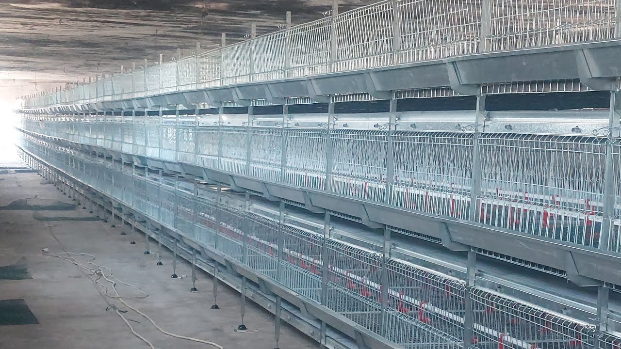 تسليم خط 50 متر بطاريات تسمين كومباكت مجلفن اتوماتيك.. الفردى لبطاريات الدواجن 01124661920