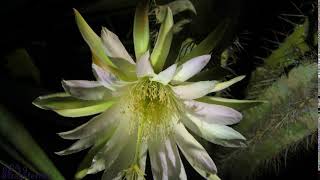 cereus flower bloom 080419 News