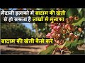 बादाम की खेती कैसे करे | Almond Farming | Cultivation | Plantation In India