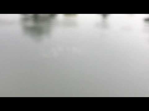 Big snapping turtle bubble trails