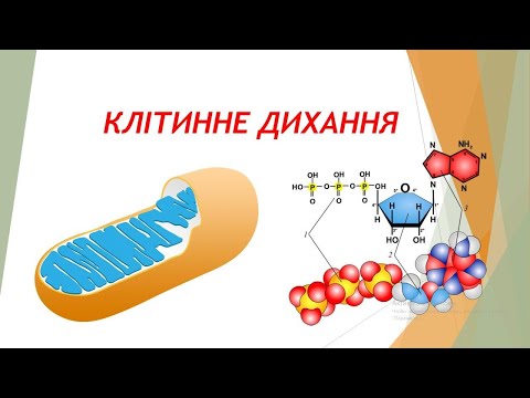 Клітинне дихання. Урок біології в 9 класі