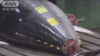 豊洲市場　令和初の初競り　本マグロは1億9320万円(20/01/05)