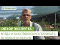 Когда и как правильно поливать ягодные культуры