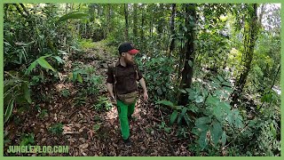 Encountering a wild jungle creek in the rainforest