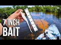 Fishing big lures in the florida backcountry