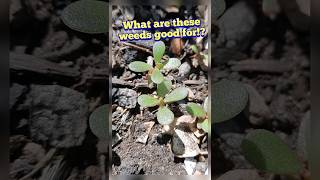 Famous What is this weed and what's it good for? Purslane - Portulaca oleracea #shorts #foraging #purslane Profile