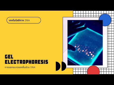 เทคโนโลยีทาง DNA | Gel electrophoresis
