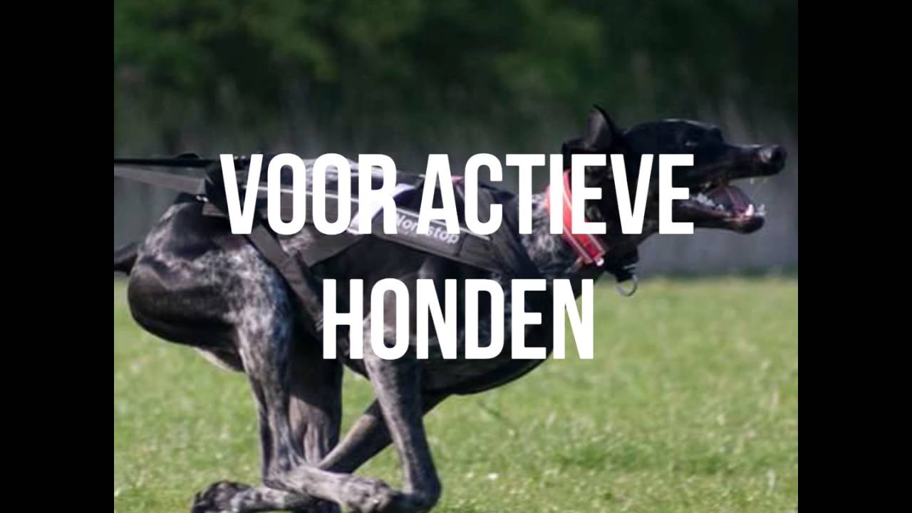 FASTDOG Dog Performance Products 1 YouTube fastdog-dog-performance-products-1-youtube