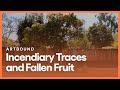 Capture de la vidéo Incendiary Traces And Fallen Fruit | Artbound | Season 2, Episode 1 | Kcet
