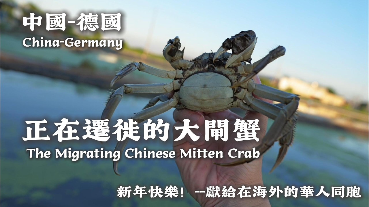 給大家拜年啦！新年特別節目——正在遷徙的大閘蟹。｜大閘蟹｜紀錄片｜遷徙,｜認同｜異鄉｜海外生活｜華人故事｜德國生活｜個人紀錄片｜Tim在遷徙｜